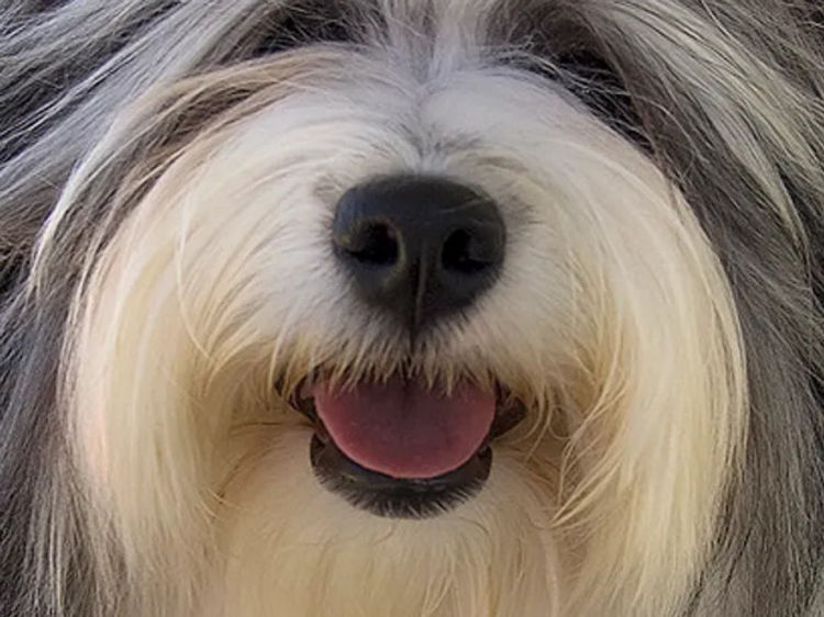 Havsluv Havanese