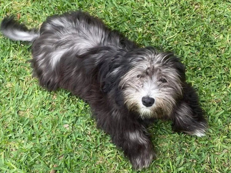 Havsluv Havanese