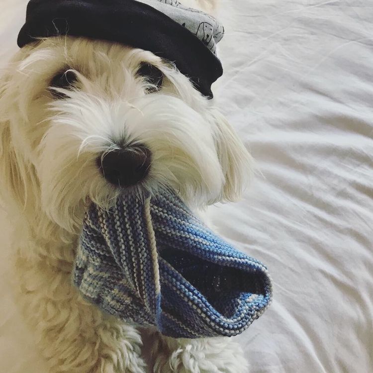 Havsluv Havanese