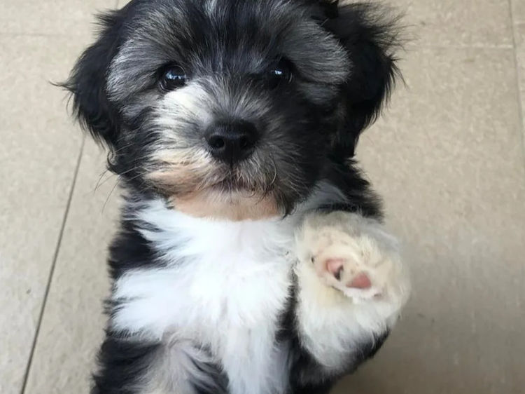 Havsluv Havanese