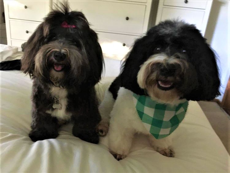 Havsluv Havanese