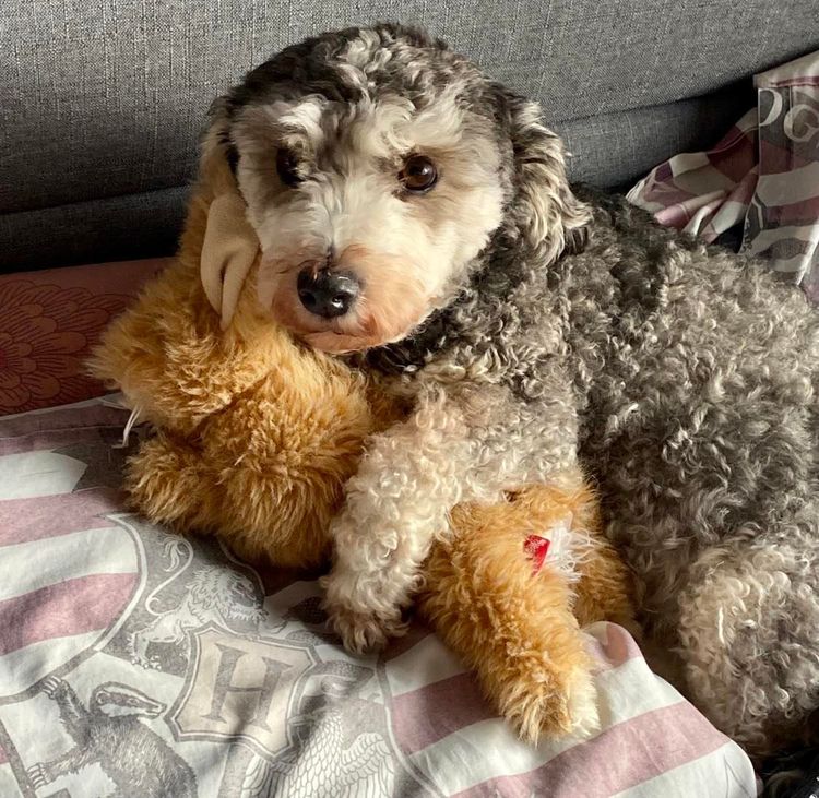 Havsluv Havanese