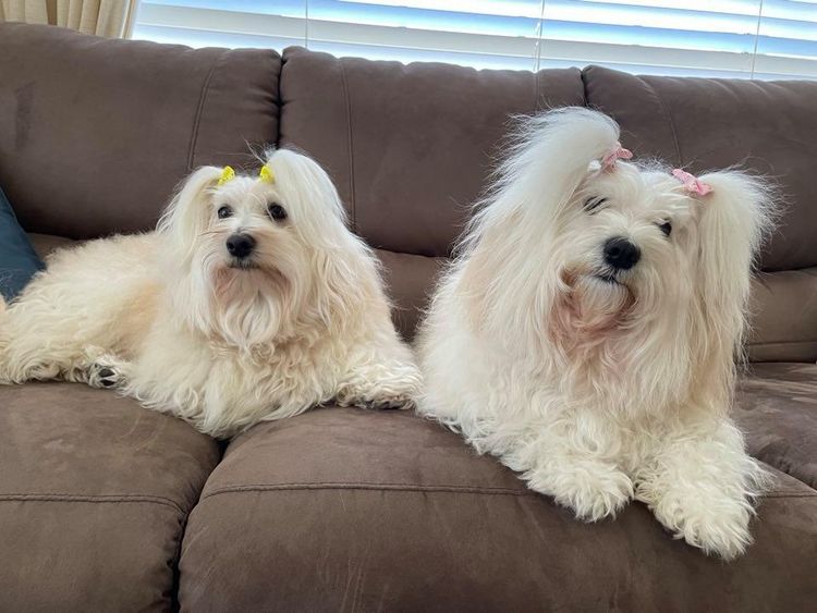 Havsluv Havanese