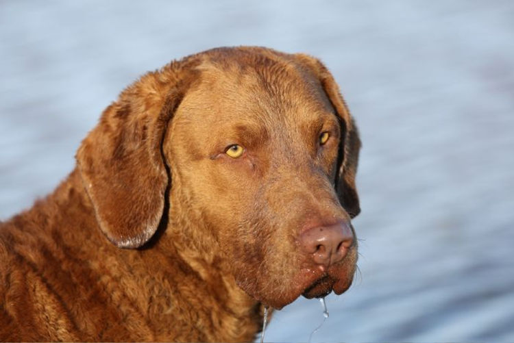 Kabova Chesapeake Bay Retriever