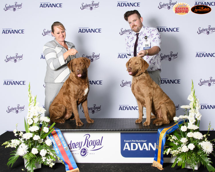 Kabova Chesapeake Bay Retriever