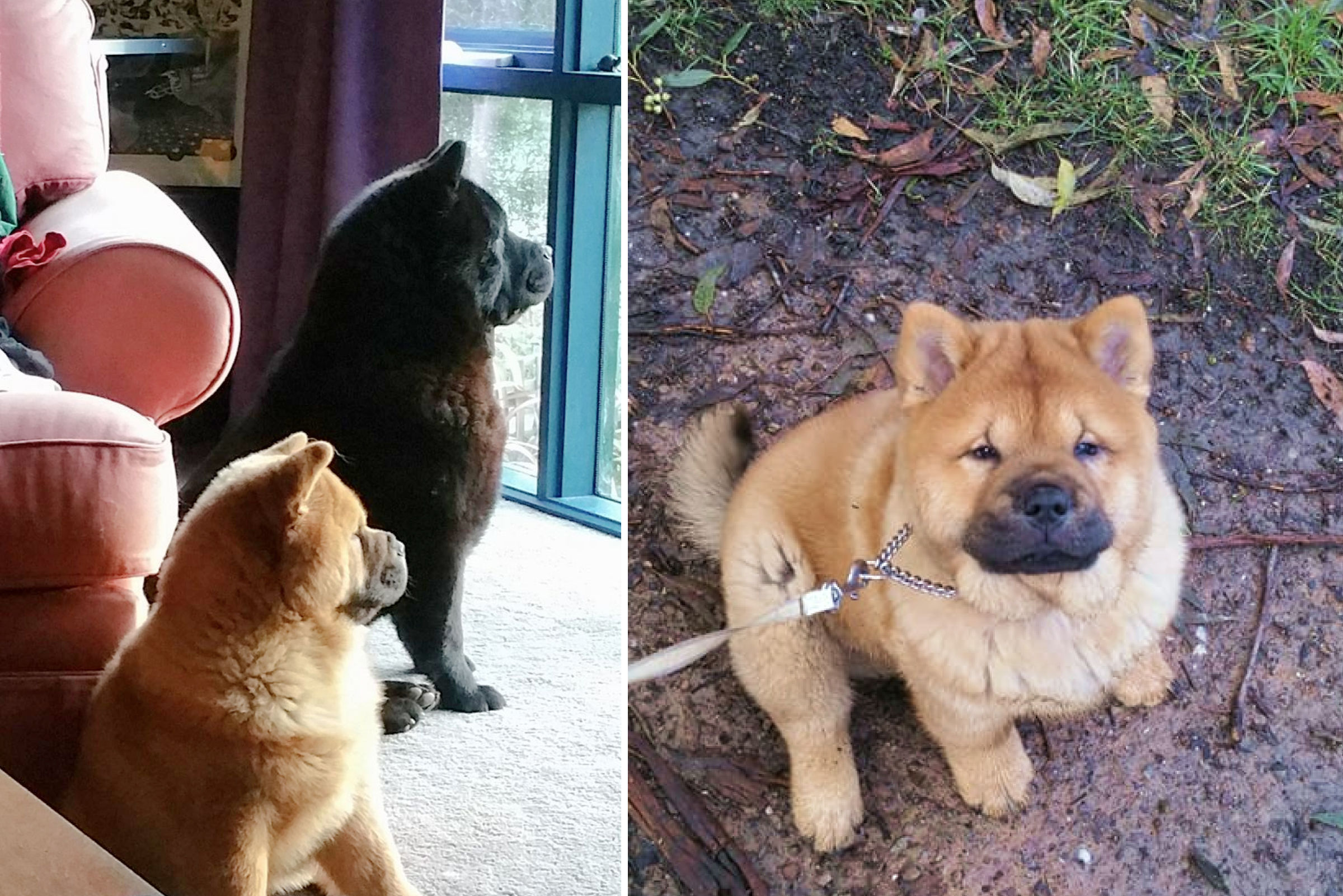 Senge Chow Chows, responsible breeder in Victoria - RightPaw Senge Chow Chows, responsible breeder in Victoria - RightPaw