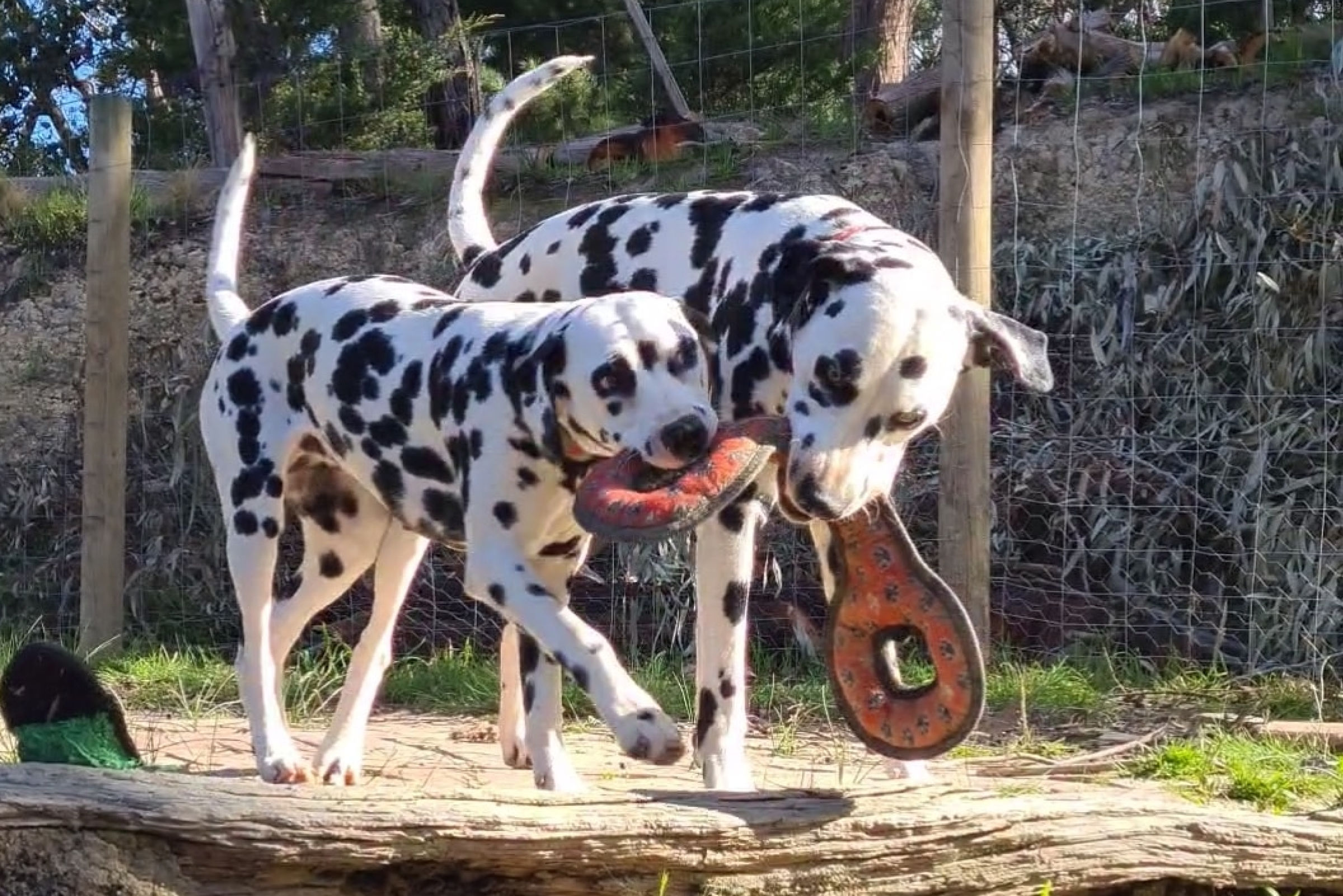 are dalmatians trainable