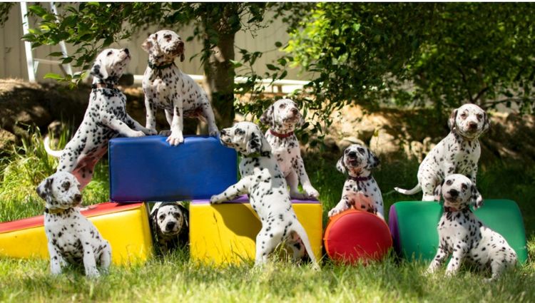 Wonderdal Dalmatians