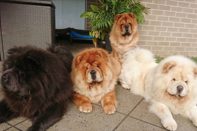 Uniquechows