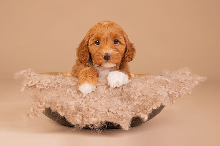 Lovedale Australian Labradoodles