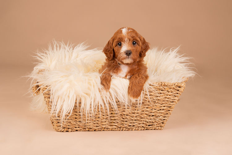 Lovedale Australian Labradoodles