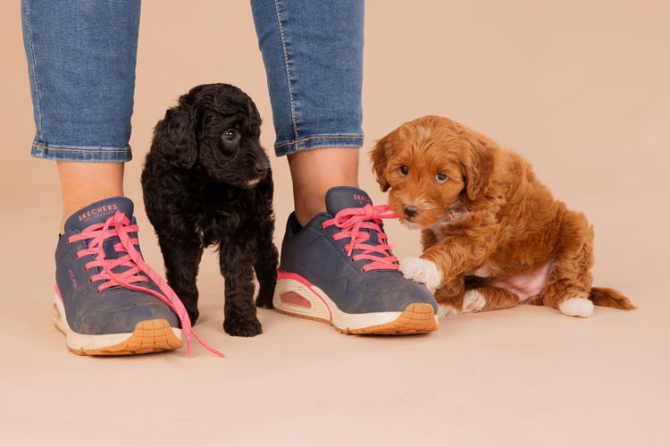 Lovedale Australian Labradoodles