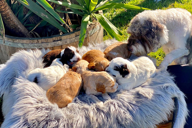 Lovedale Australian Labradoodles