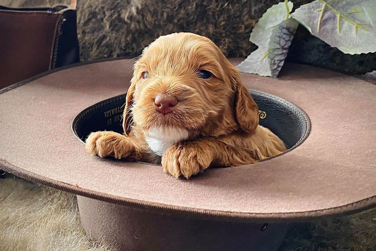 Lovedale Australian Labradoodles