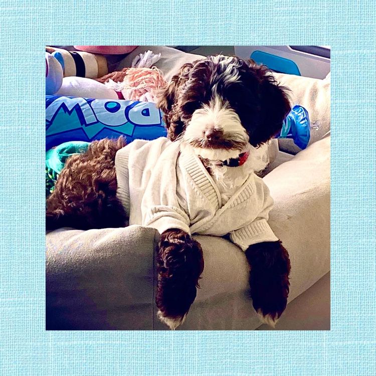 Lovedale Australian Labradoodles