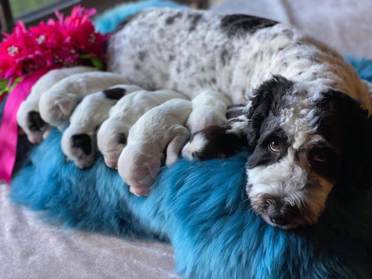 Lovedale Australian Labradoodles