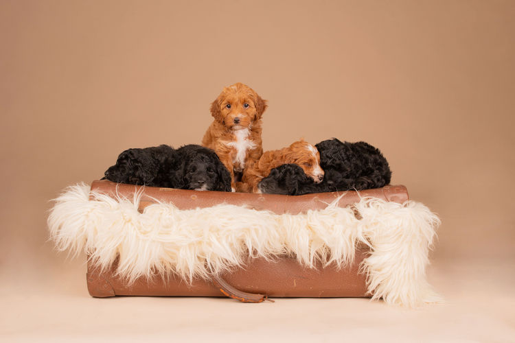 Lovedale Australian Labradoodles