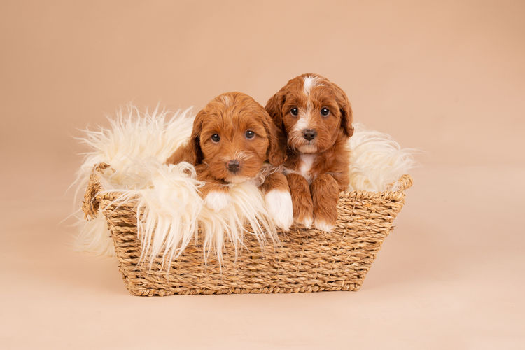 Lovedale Australian Labradoodles