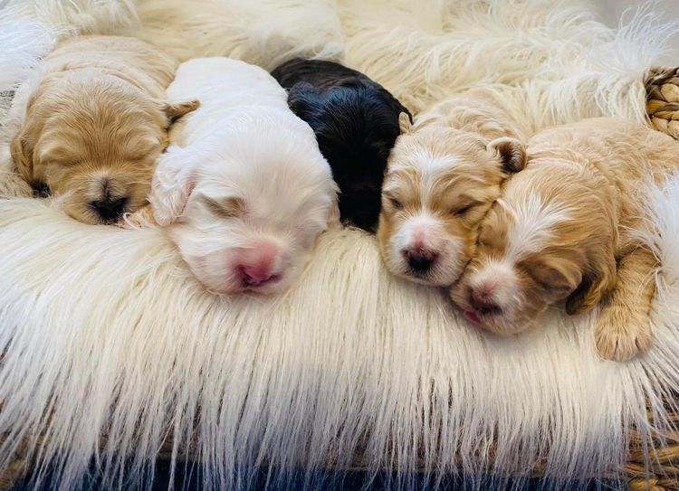 Lovedale Australian Labradoodles