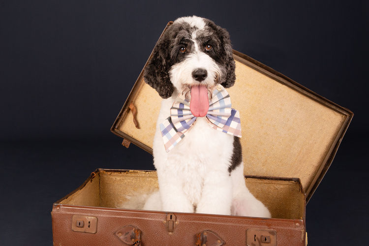 Lovedale Australian Labradoodles