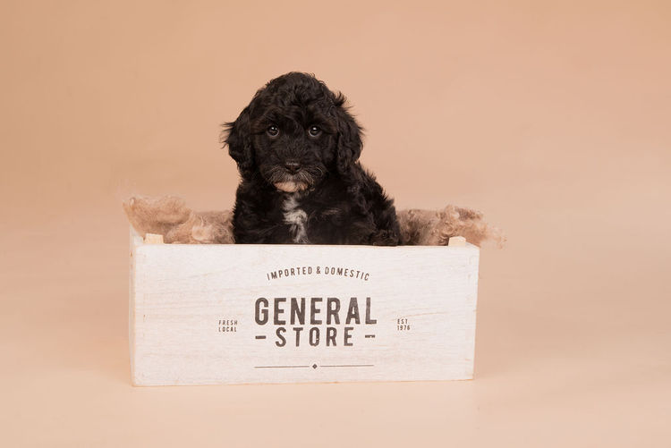 Lovedale Australian Labradoodles