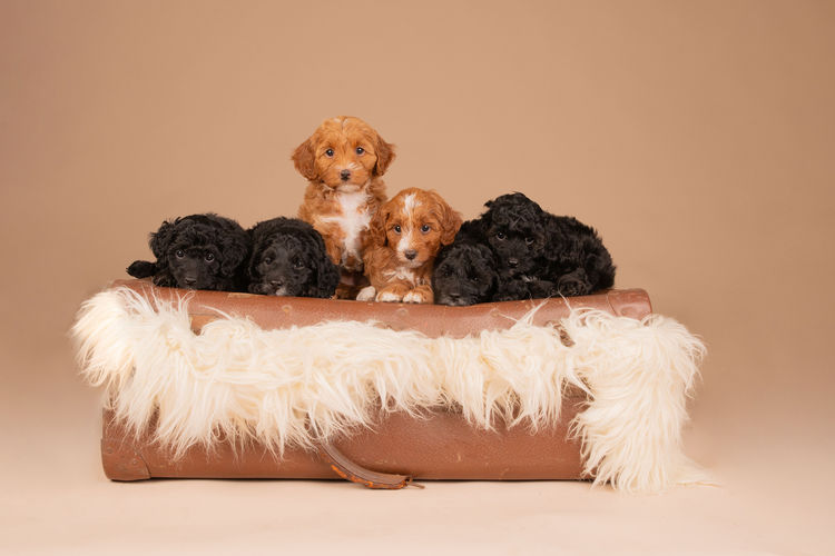 Lovedale Australian Labradoodles