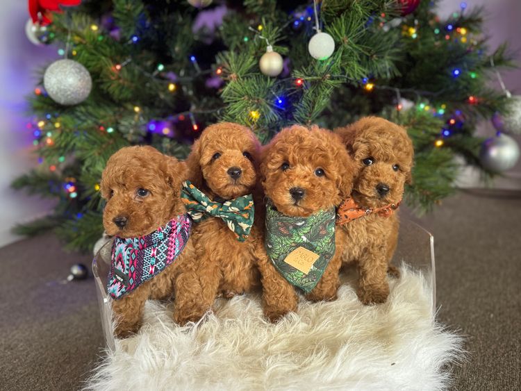 Paws and Coat Toy Poodles