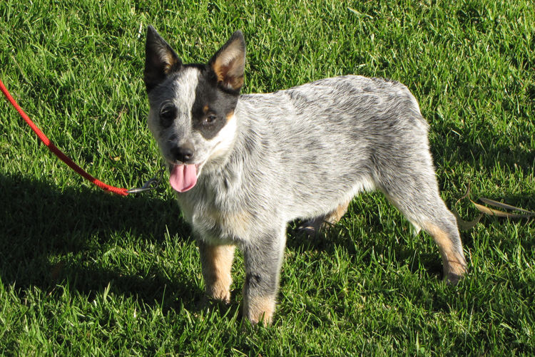 Hall's Heelers : The Original, Blue, Australian Cattle Dogs