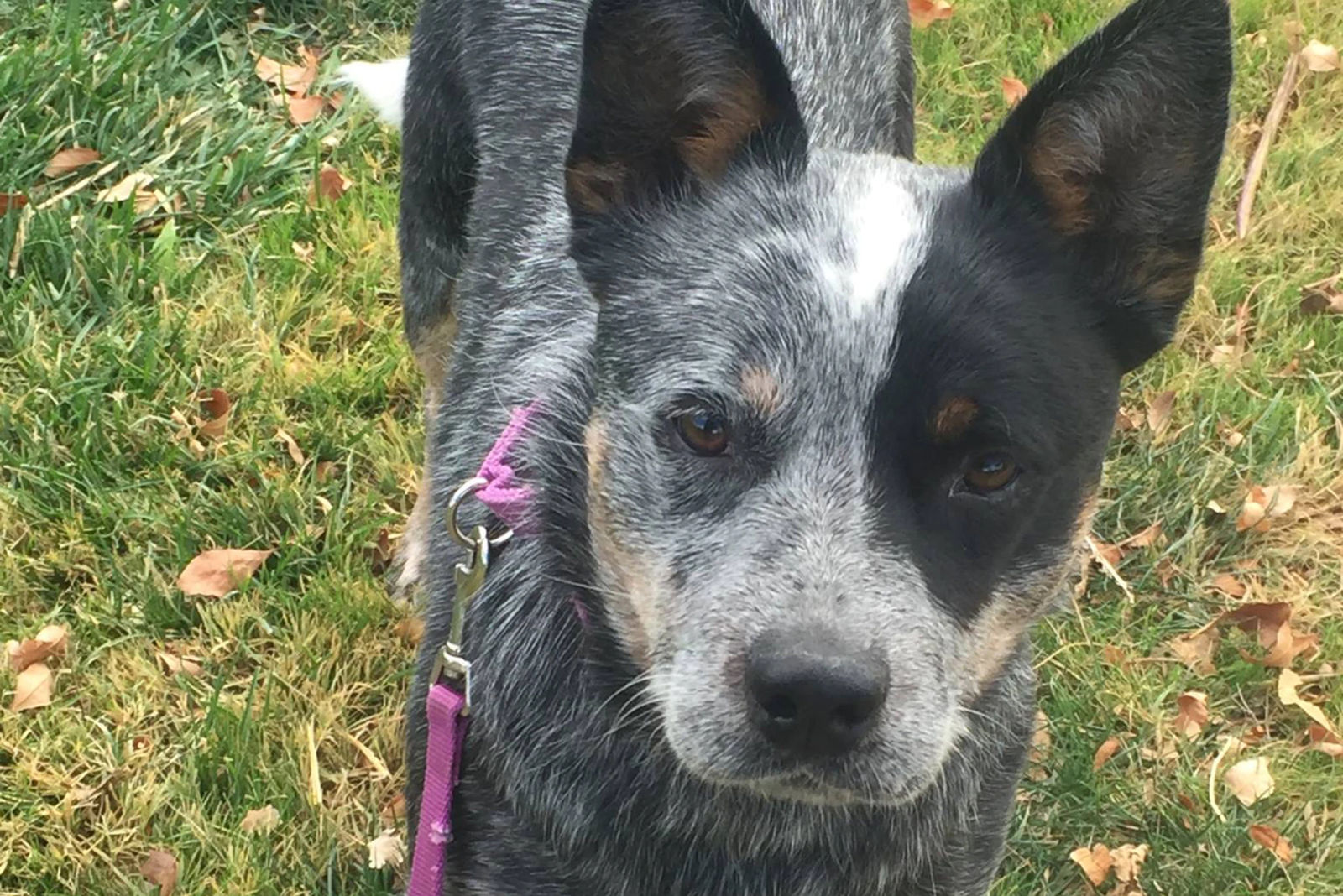 Hall's Heelers The Original, Blue, Australian Cattle Dogs