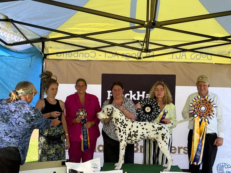 Thunderspot Dalmatians