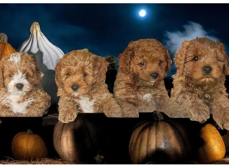Belbon Oodles - Cavoodles