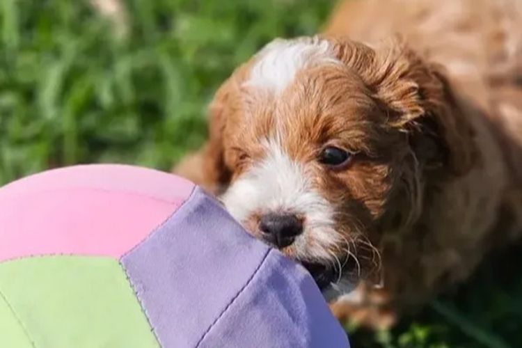 Belbon Oodles - Cavoodles