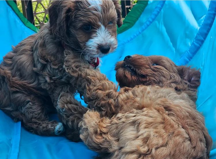 Belbon Oodles - Cavoodles