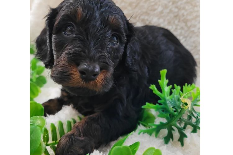 Belbon Oodles - Cavoodles
