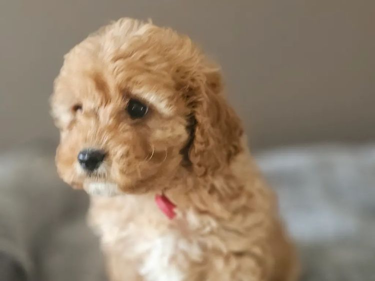 Belbon Oodles - Cavoodles