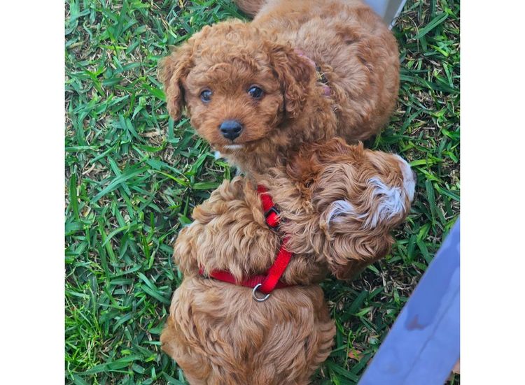 Belbon Oodles - Cavoodles