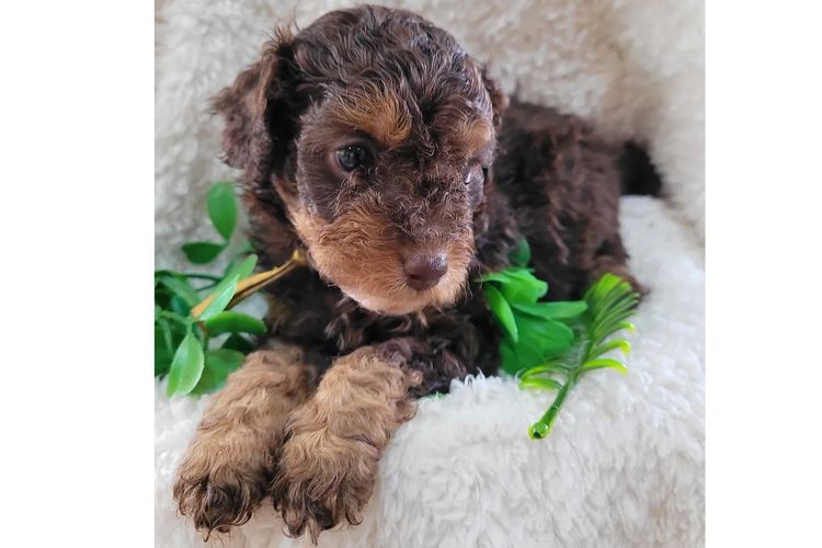 Belbon Oodles - Cavoodles
