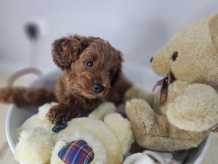 Belbon Oodles - Cavoodles