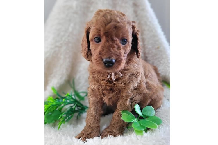 Belbon Oodles - Cavoodles