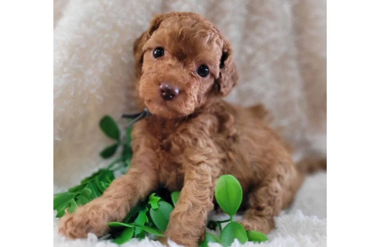 Belbon Oodles - Cavoodles