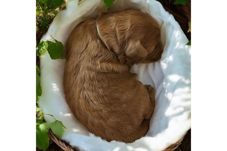 Belbon Oodles - Cavoodles