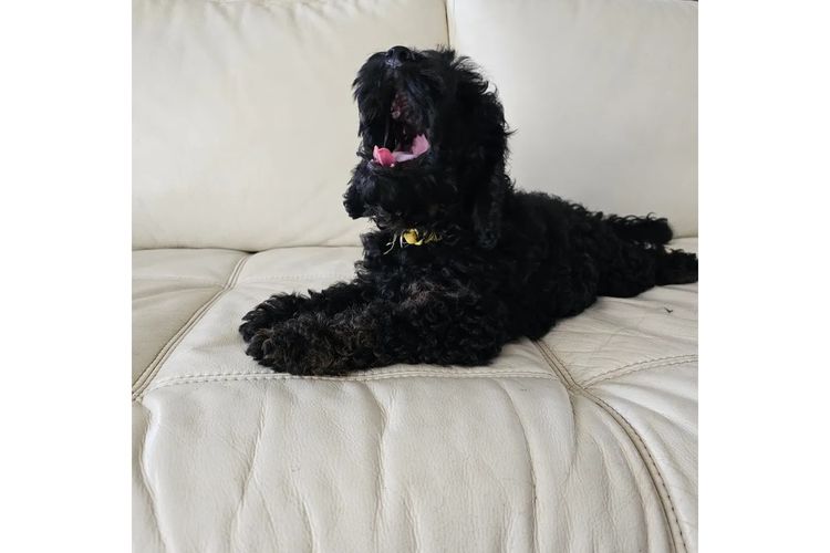 Belbon Oodles - Cavoodles