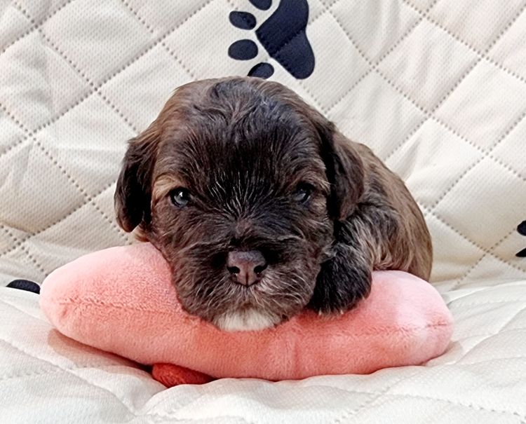 Belbon Oodles - Cavoodles