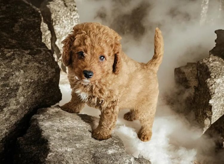 Belbon Oodles - Cavoodles