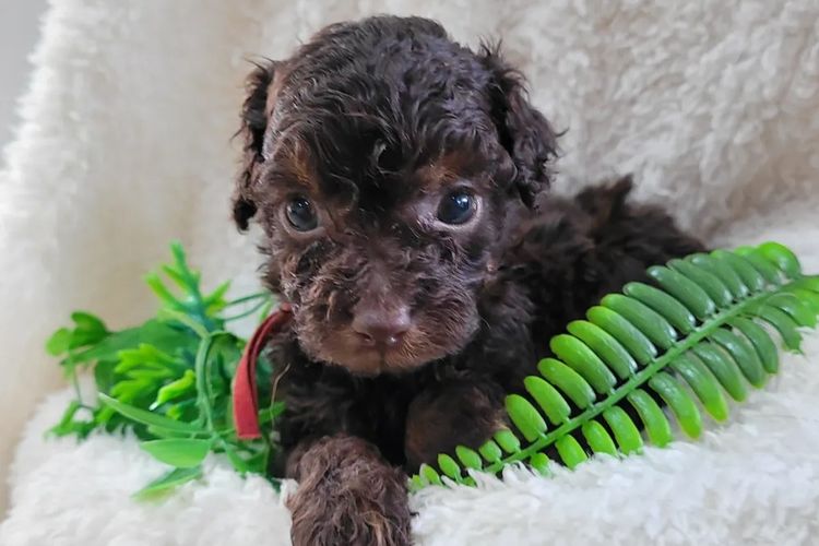 Belbon Oodles - Cavoodles
