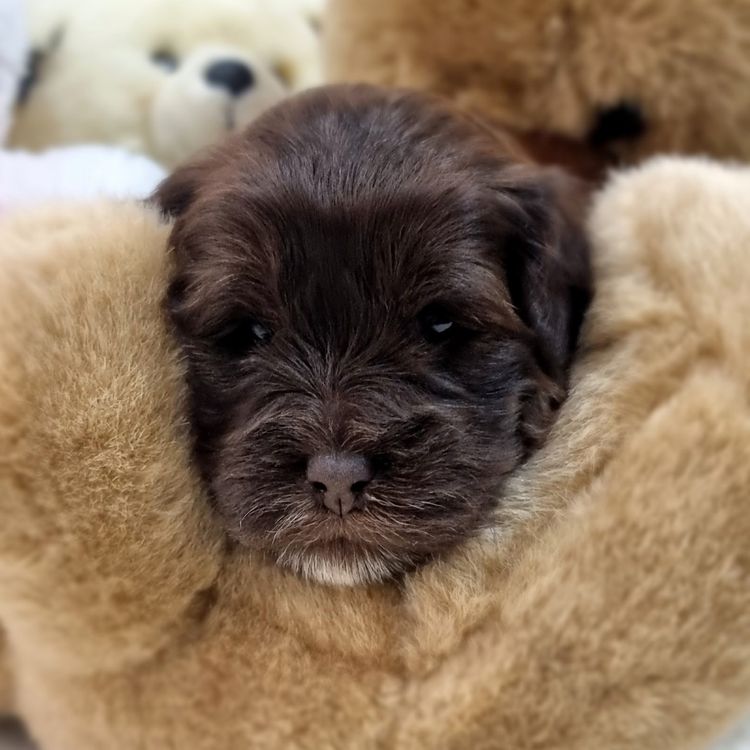 Belbon Oodles - Cavoodles