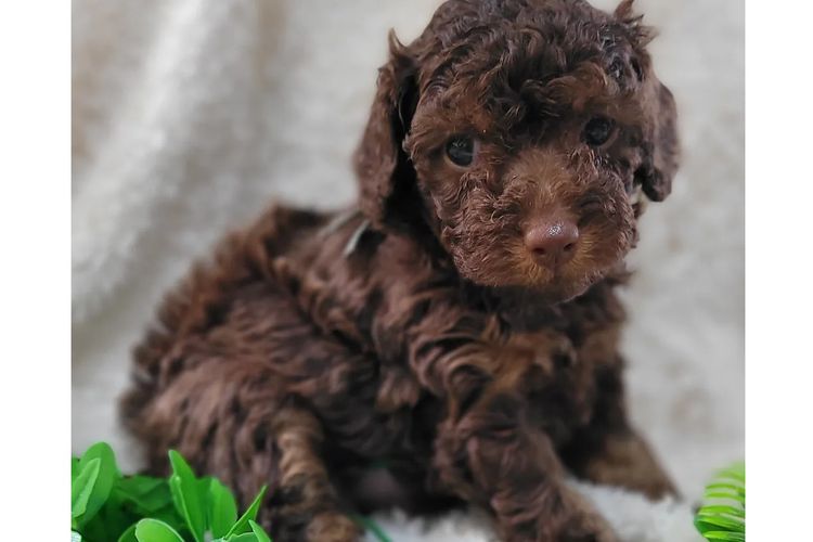 Belbon Oodles - Cavoodles