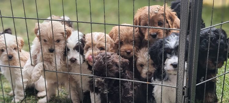 Belbon Oodles - Cavoodles