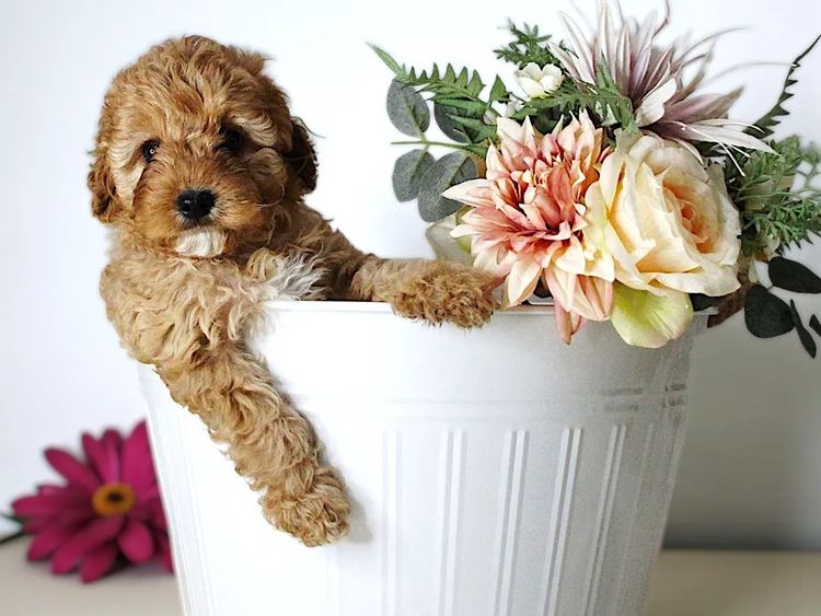 Belbon Oodles - Cavoodles
