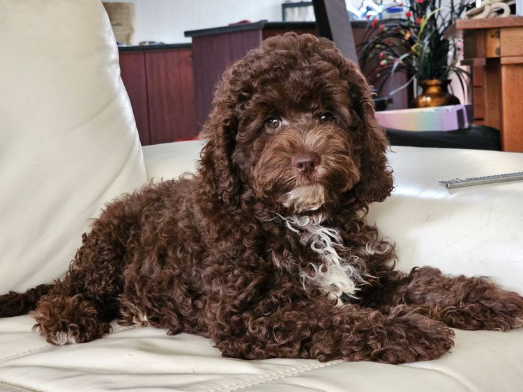 Belbon Oodles - Cavoodles